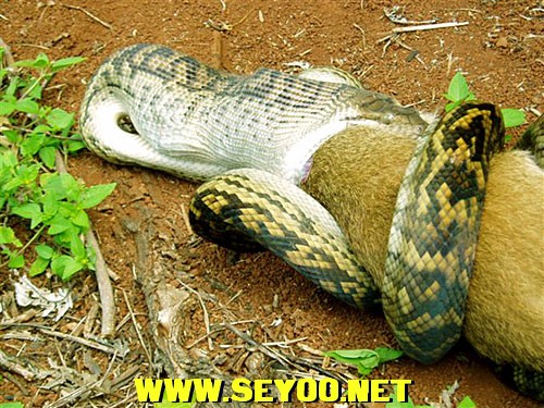 蛇是怎么吞食物 5173.jpg