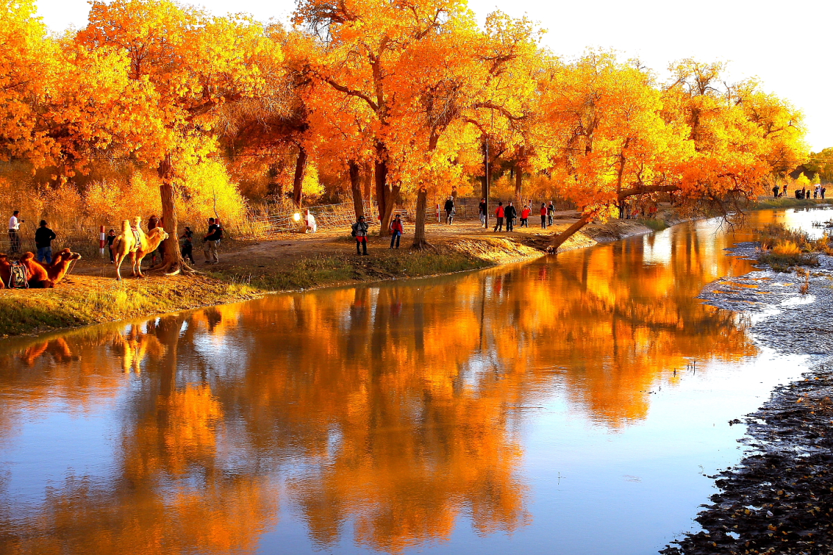 金色秋季 7935.jpg